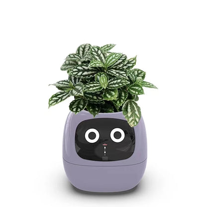 Ivy - Smart Flowerpot